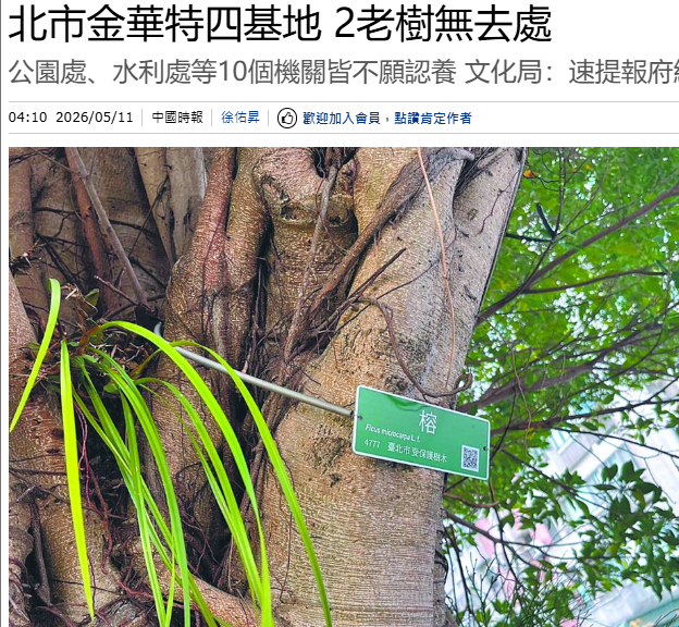 北市金華特四基地 2老樹無去處